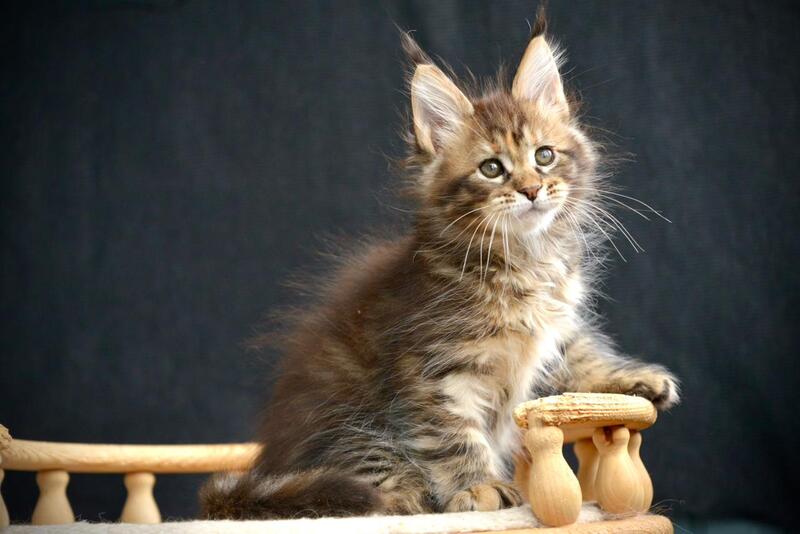 Wild Rose Maine Coon female black tortie tabby live animals
