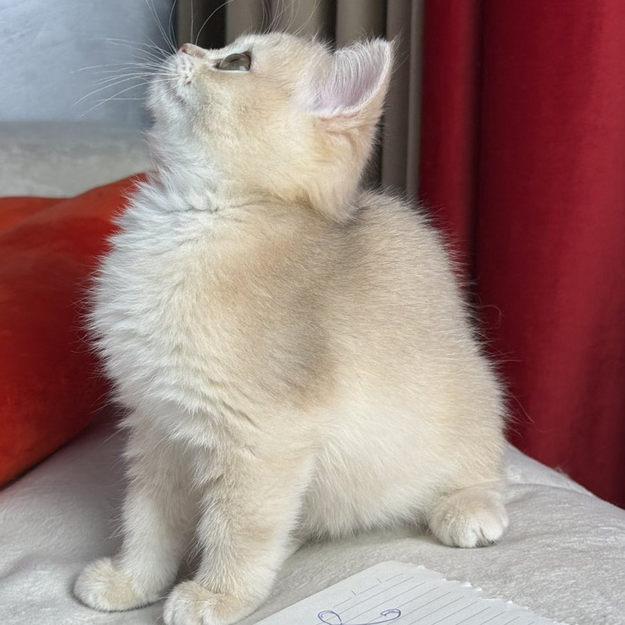 Elza Scottish Straight female, blue golden chinchilla