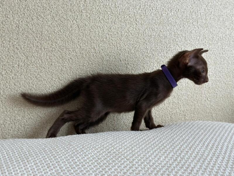 Amira Oriental Shorthair female chocolate - live animals