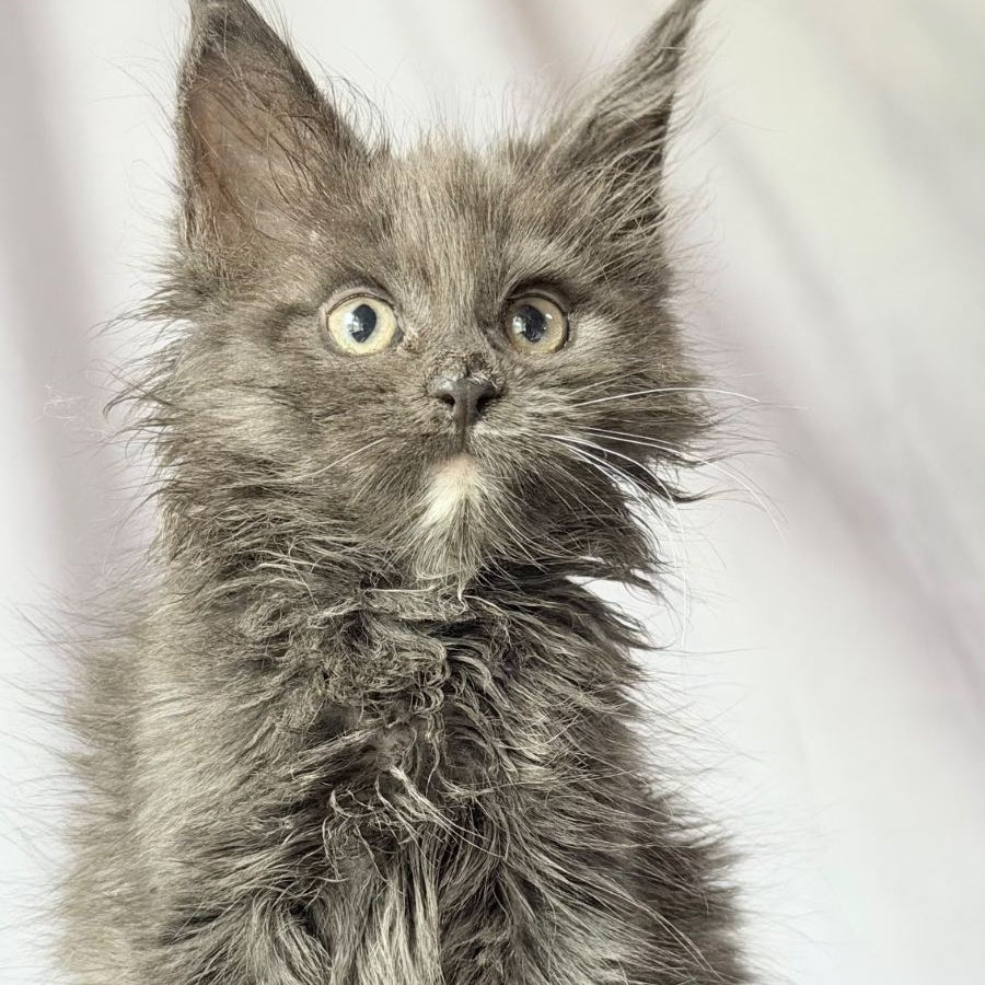 Nigel Maine Coon male, blue with white