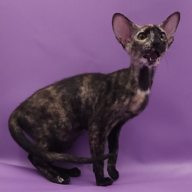 Queen of Spades Oriental Shorthair female, black tortie