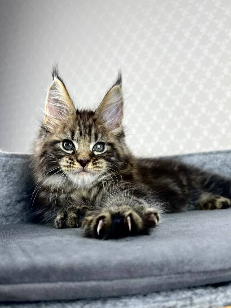 Pathos Maine Coon male, black tabby