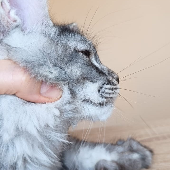 Darsia Maine Coon female, black silver ticked tabby
