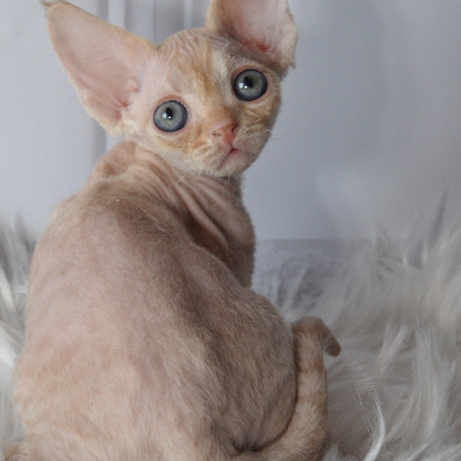 Nikov Devon Rex male, red spotted tabby