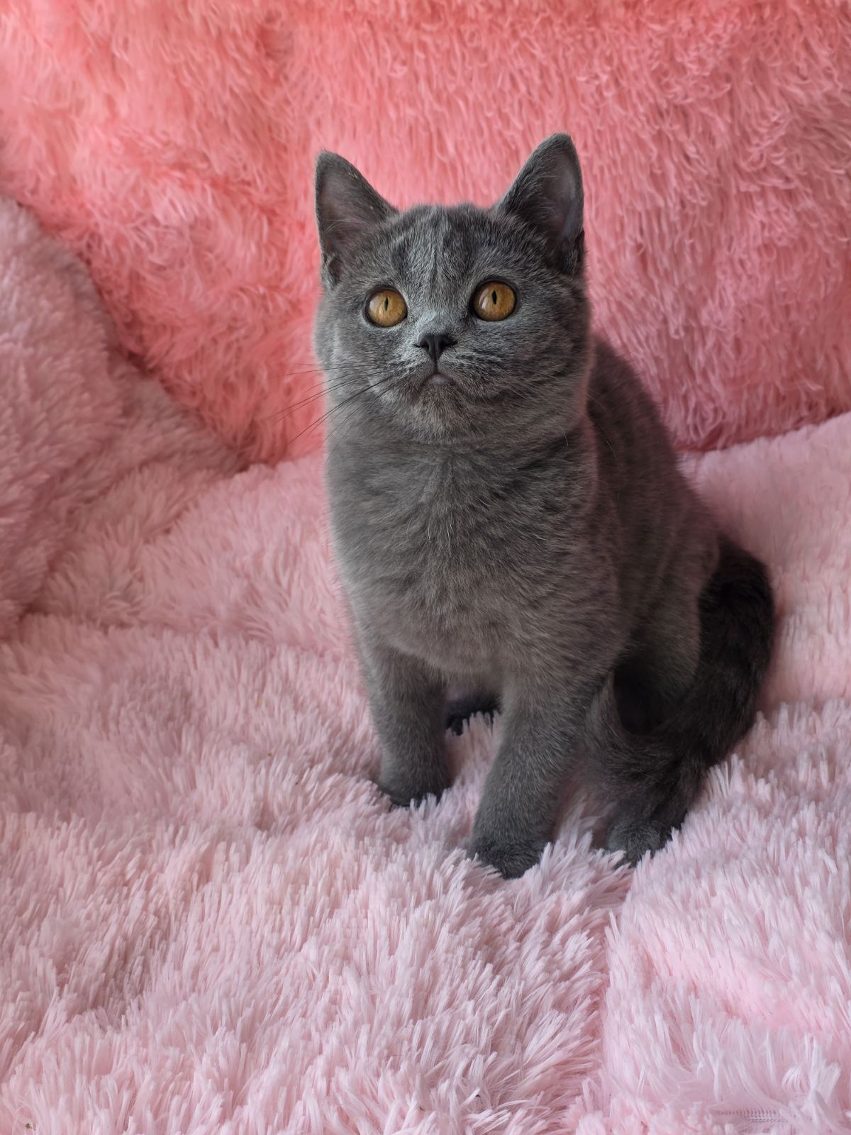 Caitlin British Shorthair female, blue