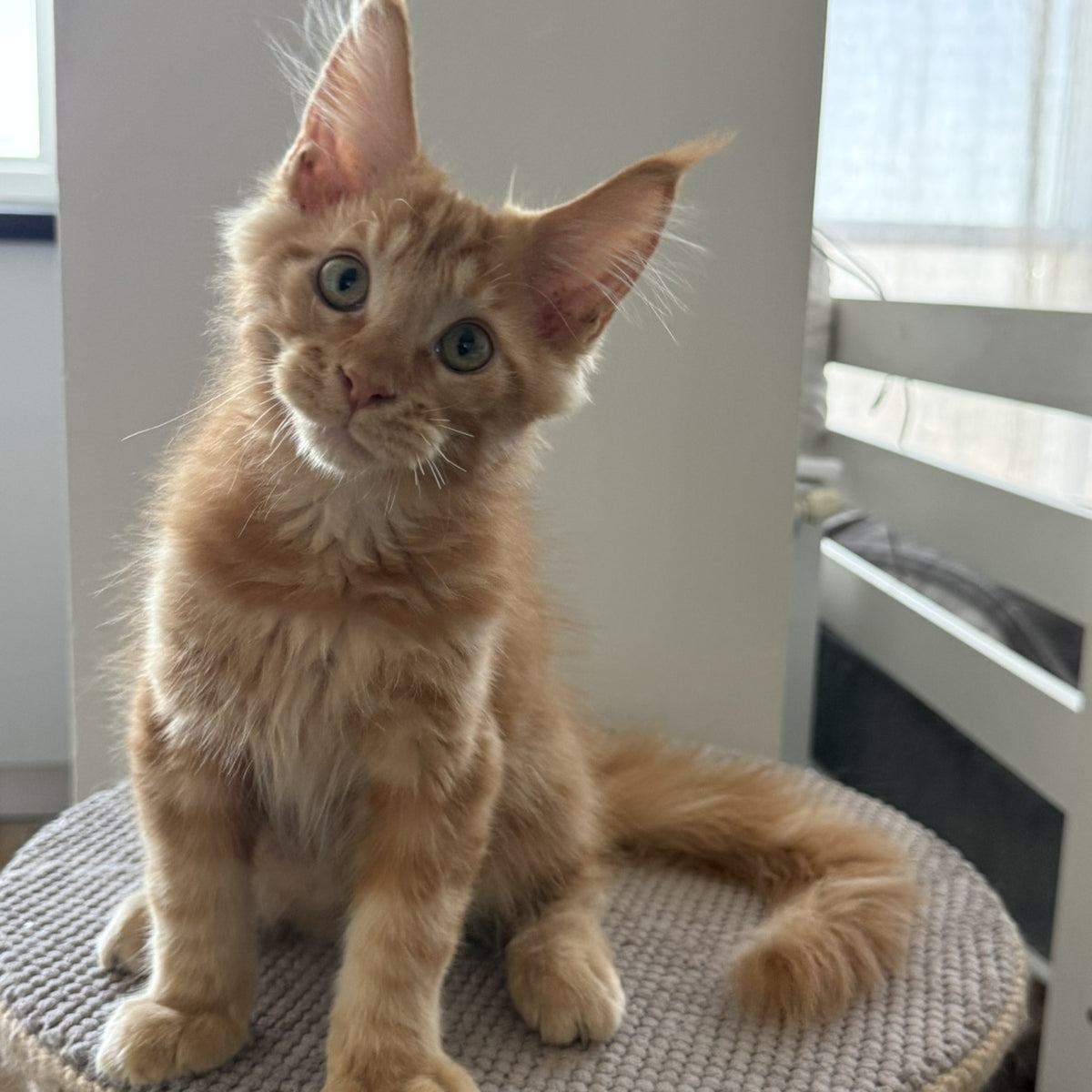Azart Maine Coon male, red tabby