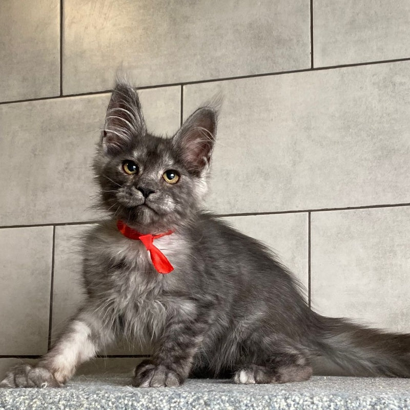 Udmurtia Maine Coon female, black silver with white