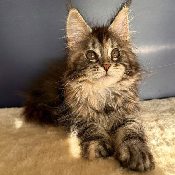 Taya Maine Coon female, black tortie tabby
