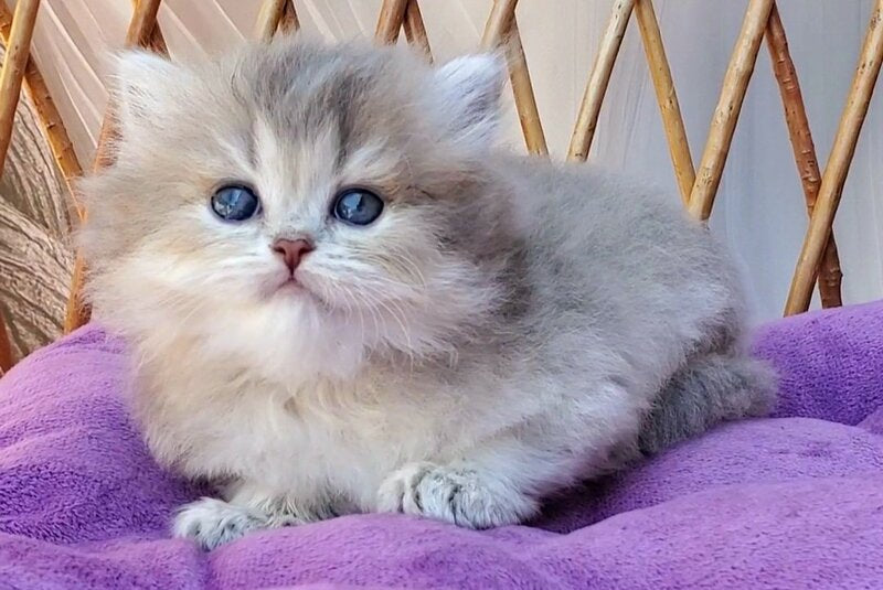 Zlata British Longhair female blue golden ticked tabby - live animals