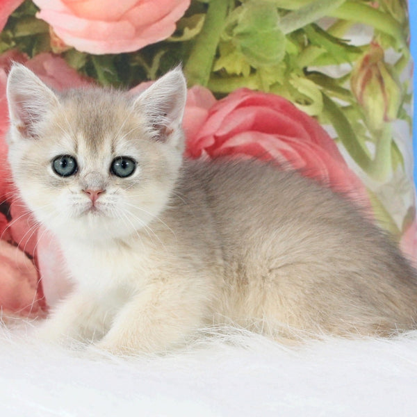 Tosha British Shorthair male, blue golden shaded