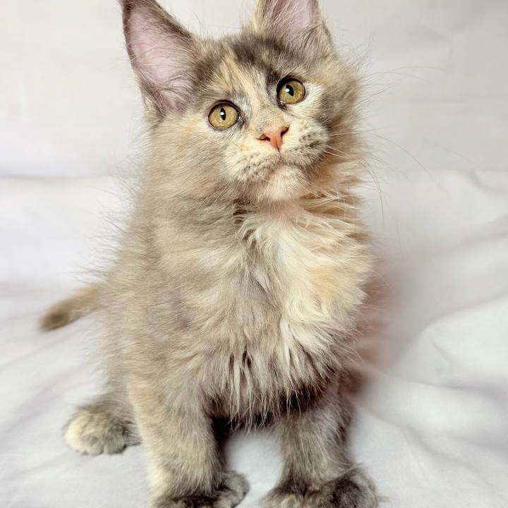 Livia Maine Coon polydactyl 6x6x6x6 female, blue tortie silver