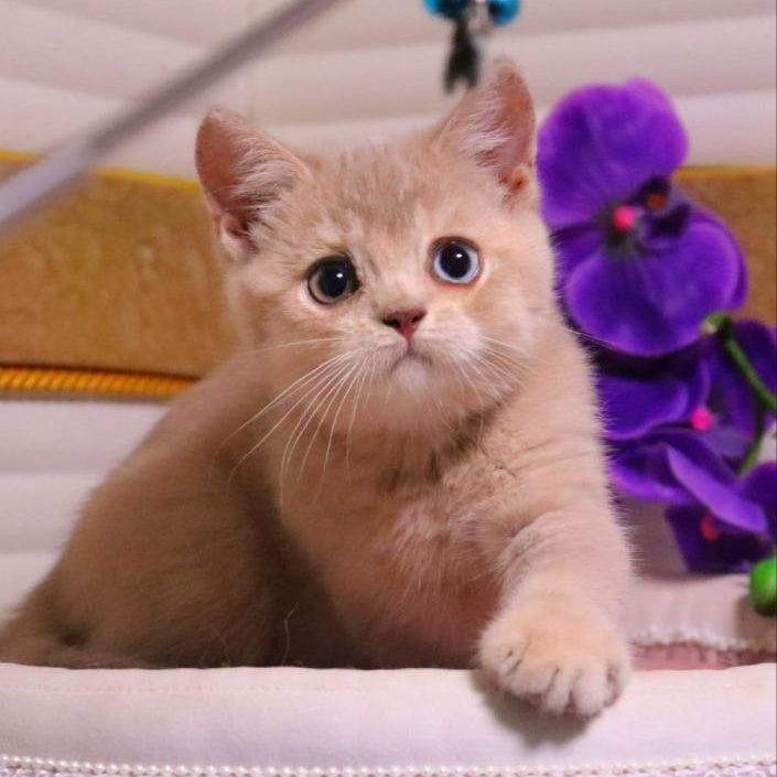 Prince British Shorthair male, lilac golden shaded