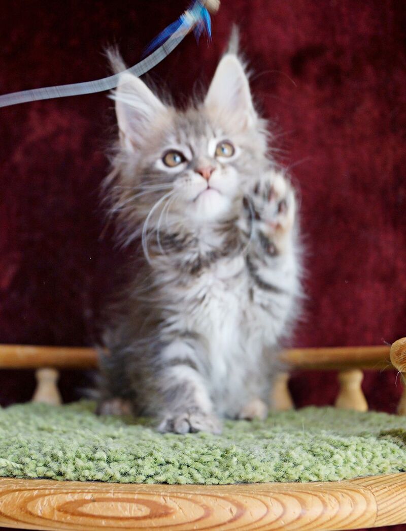 Oliviya Maine Coon female blue tortie silver tabby - live animals