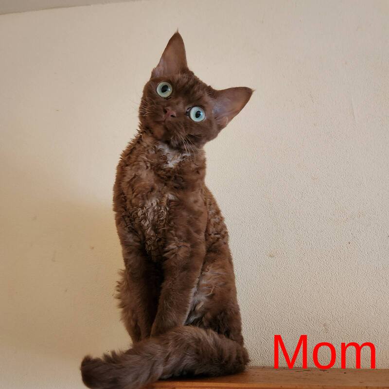Colin Devon Rex male, white