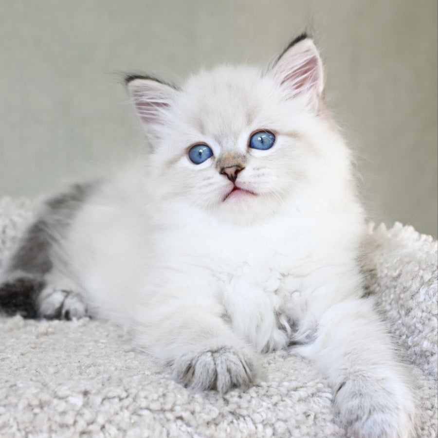 Karat Siberian male, black tabby pointed