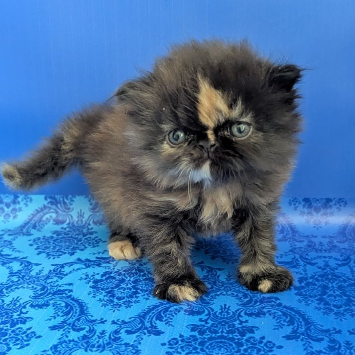Savena Persian female, black tortie