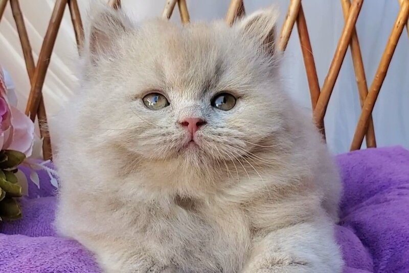 Teo British Longhair male fawn - live animals
