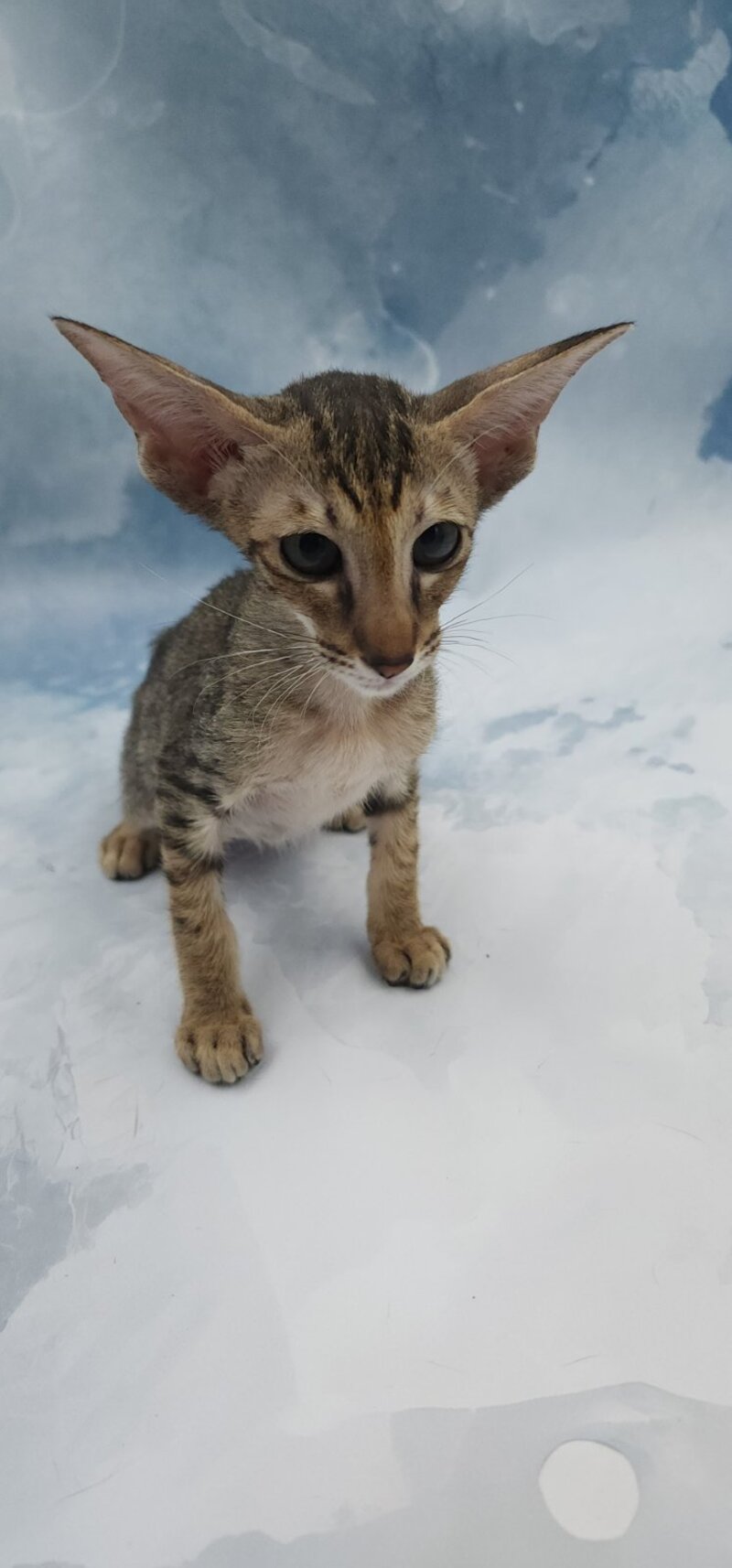 Odette Oriental Shorthair female, black spotted tabby