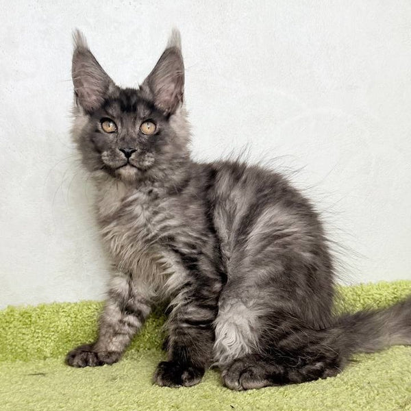 Katherine Maine Coon female, black silver