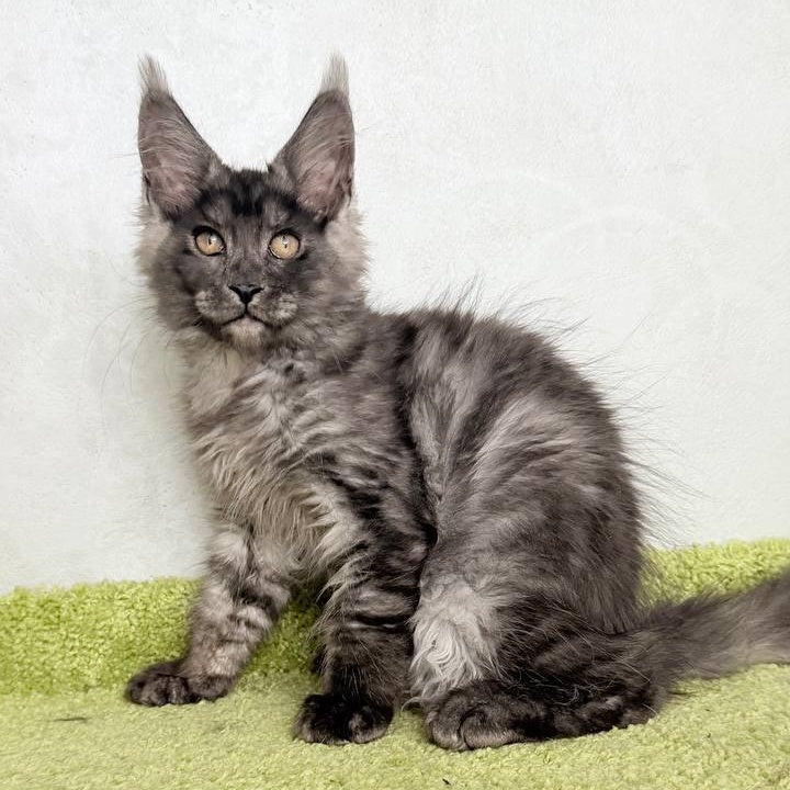 Katherine Maine Coon female, black silver