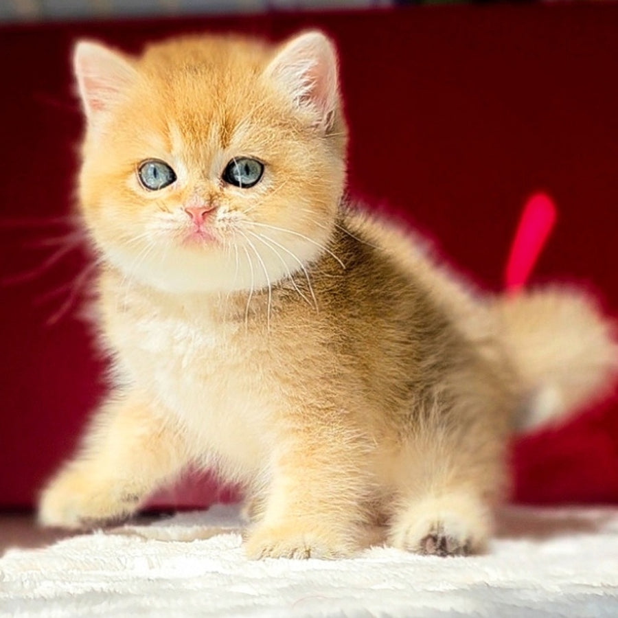 Thomas British Shorthair male, black golden shaded