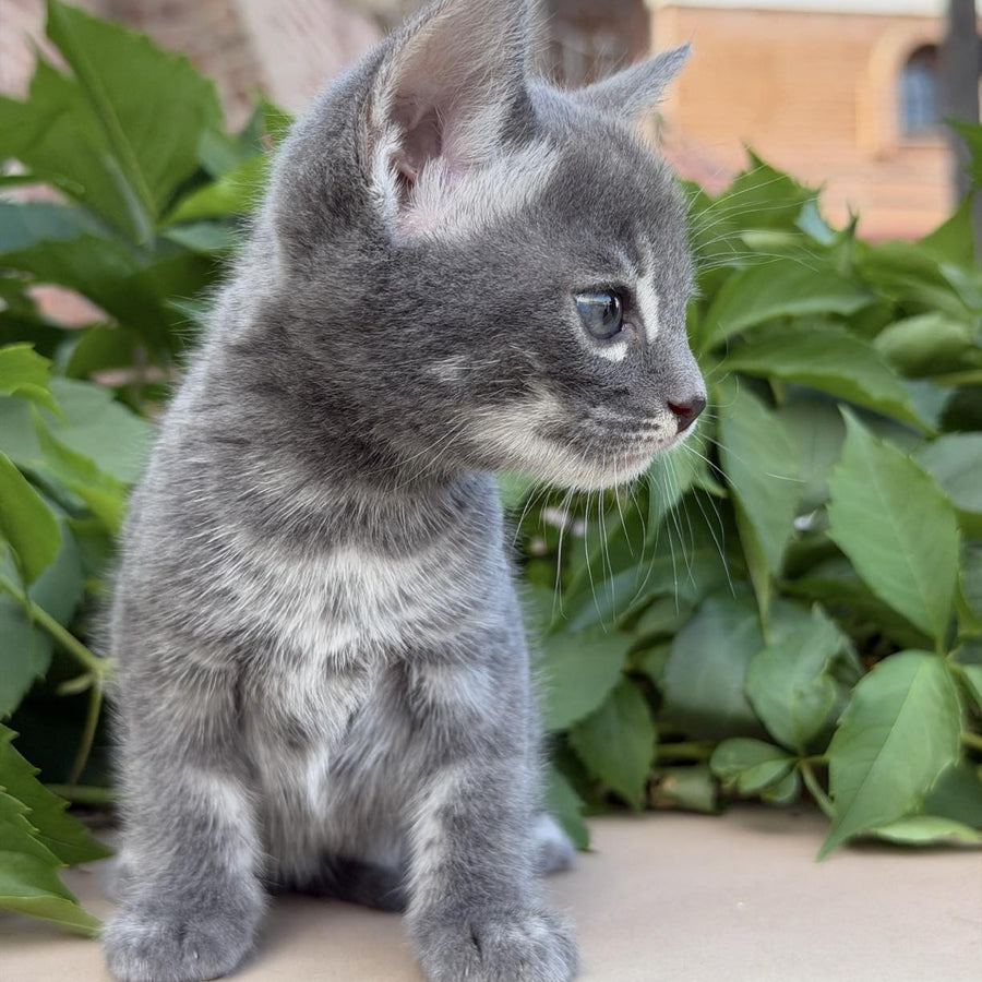 Calvin Bengal male, blue silver spotted tabby