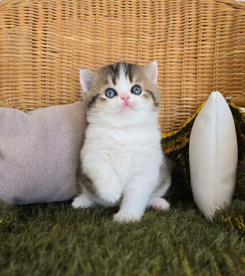 Olimpya Scottish Straight female black ticked tabby bicolour - live animals