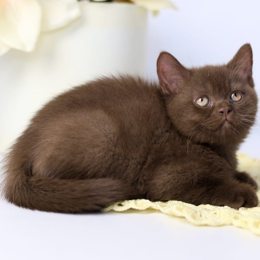 Yahont British Shorthair male, chocolate