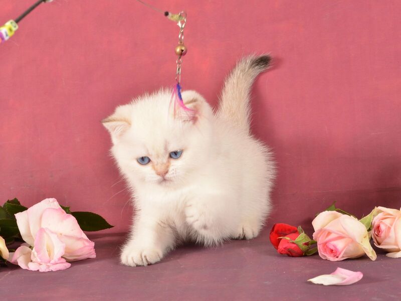 Queen British Shorthair female, chocolate golden shaded pointed