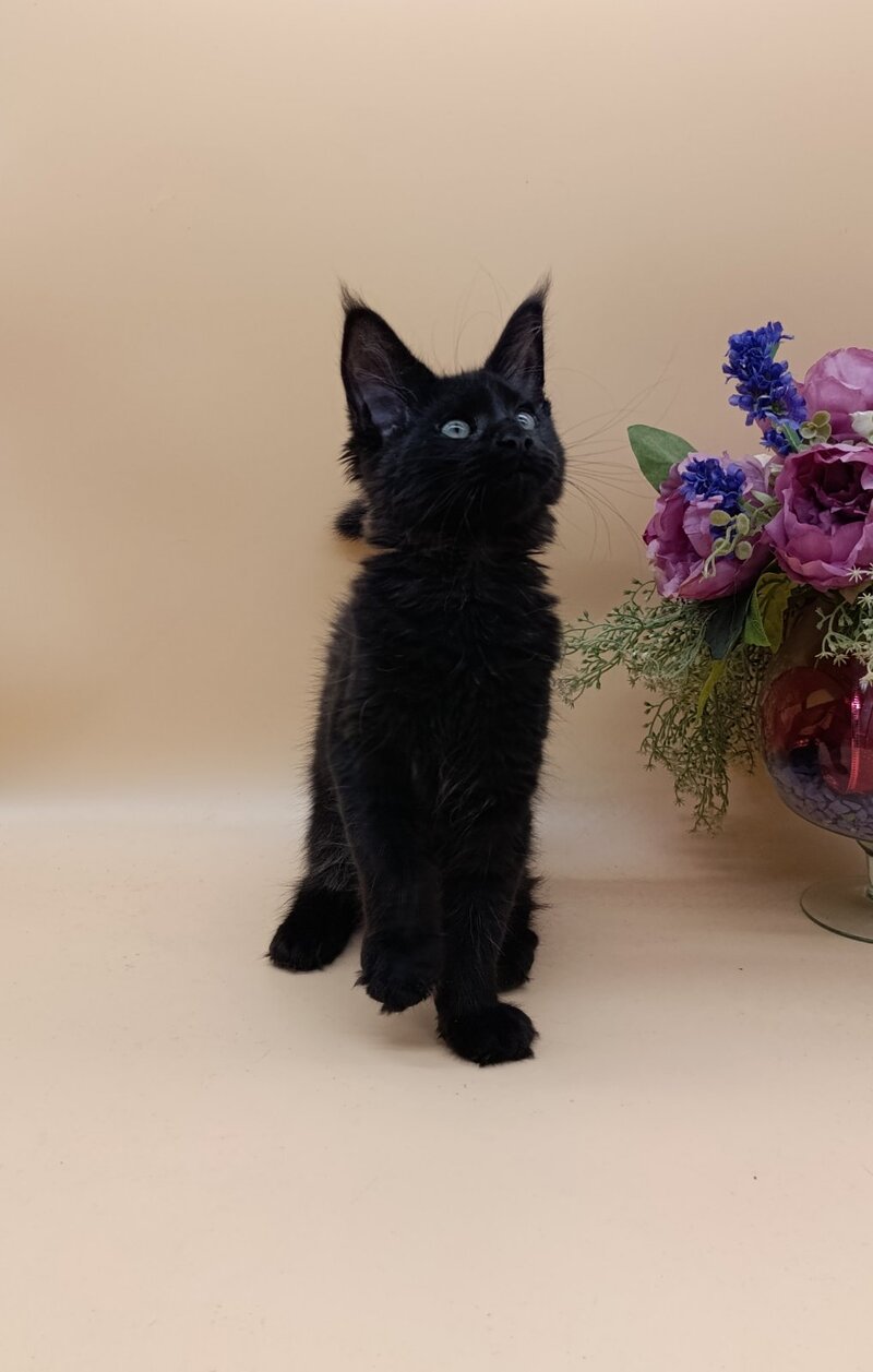 Iris Maine Coon female black silver - live animals