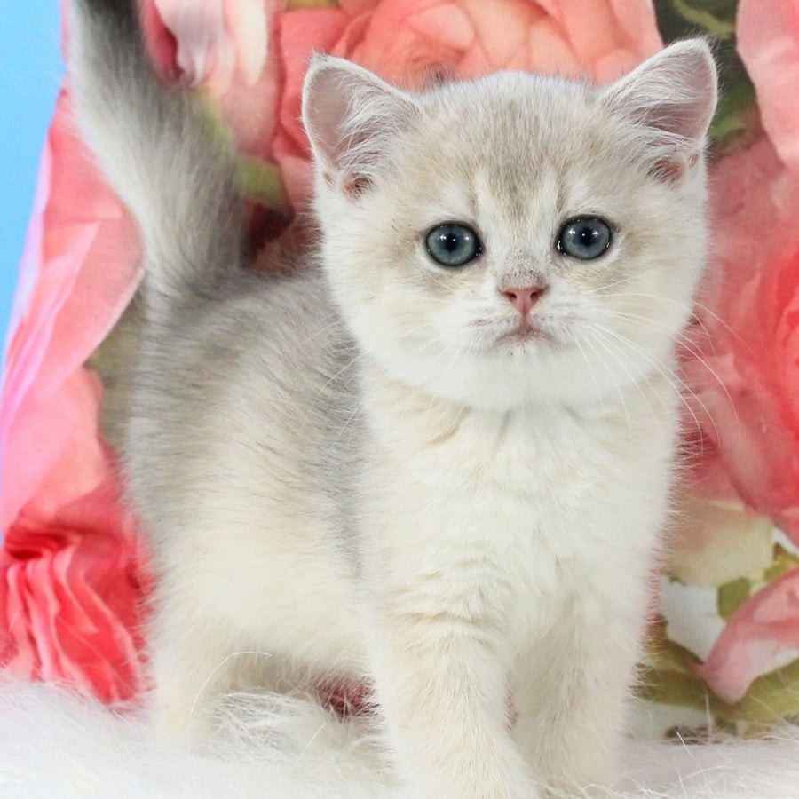 Tair British Shorthair male, blue golden shaded