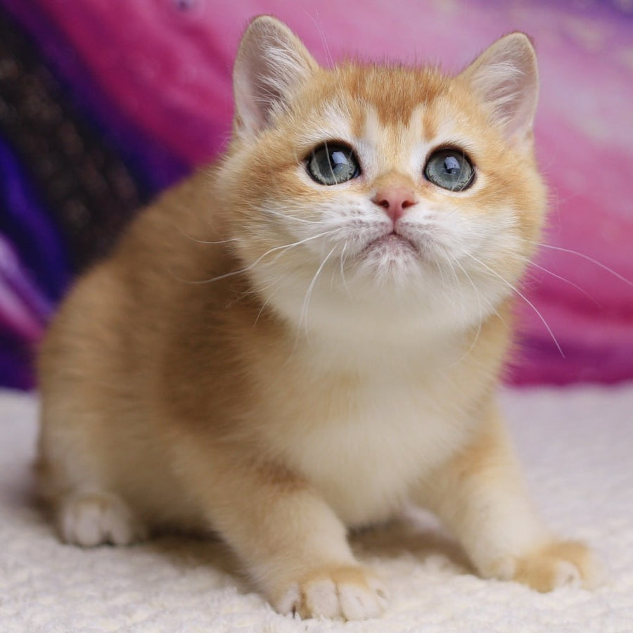 Unicum British Shorthair male, black golden chinchilla