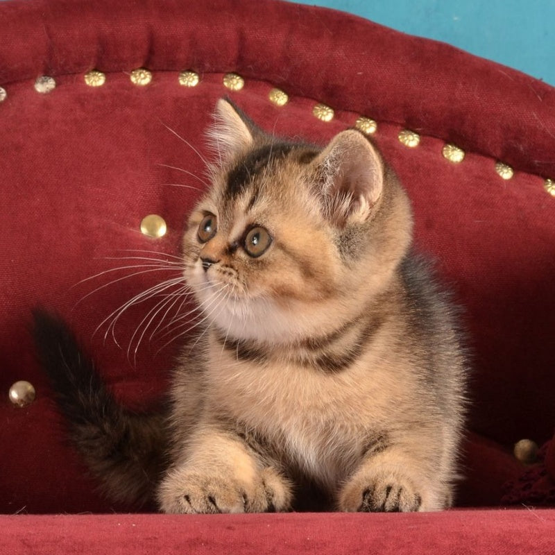 Iriska Scottish Straight female, black ticked tabby