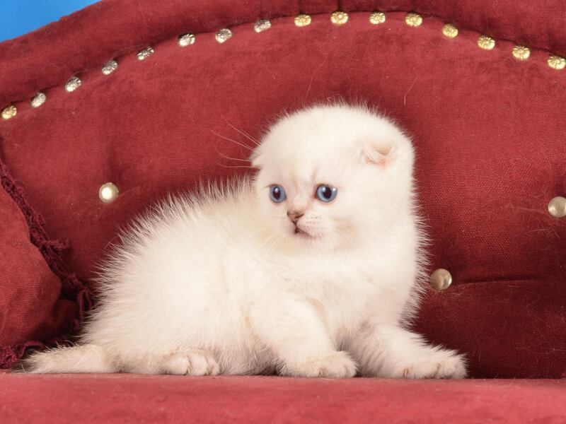 Eva Scottish Fold female black golden shaded pointed live animals