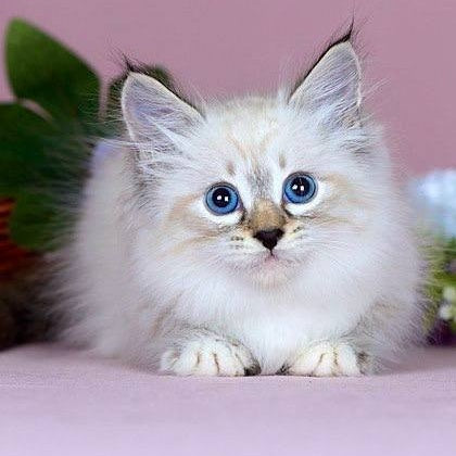 Jackson Siberian male, black with white tabby pointed