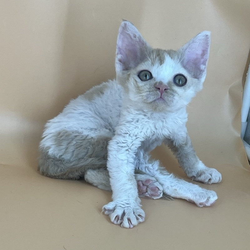 Alex Devon Rex male, red harlequin