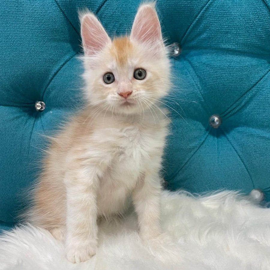 Timofey Maine Coon male, red silver