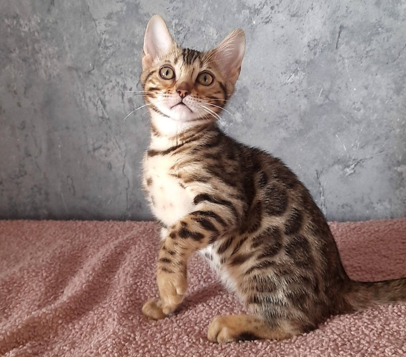 Michelle Bengal female black spotted tabby - live animals