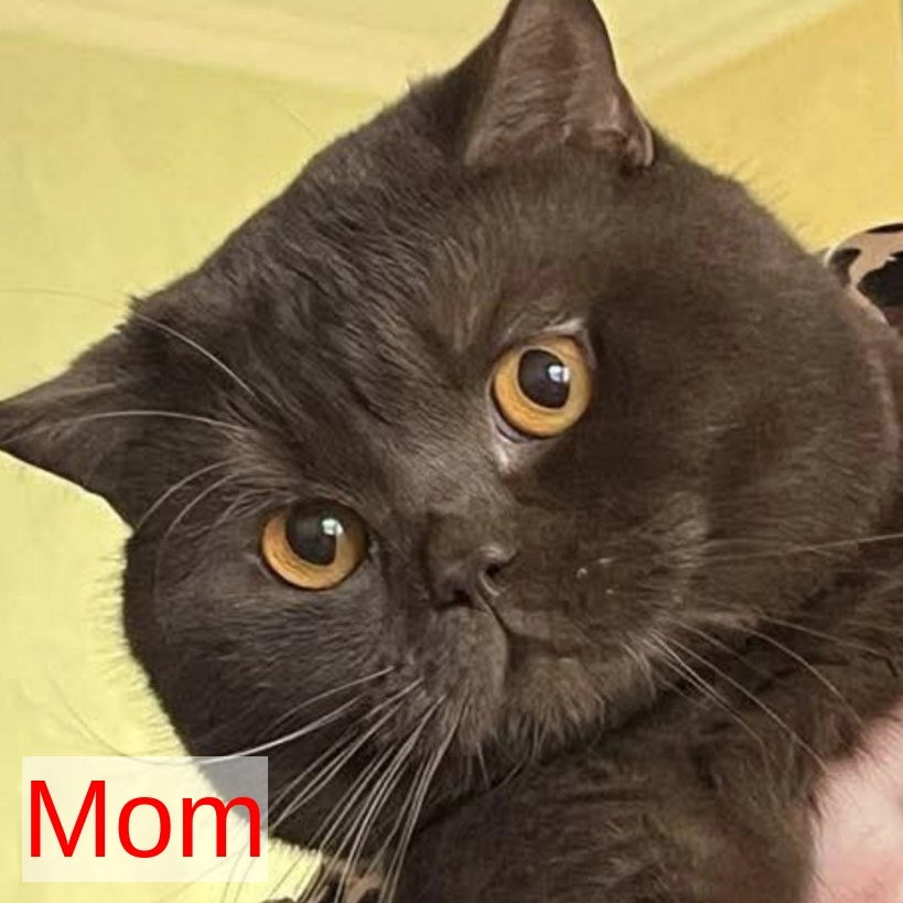 Earl Grey British Shorthair male, blue