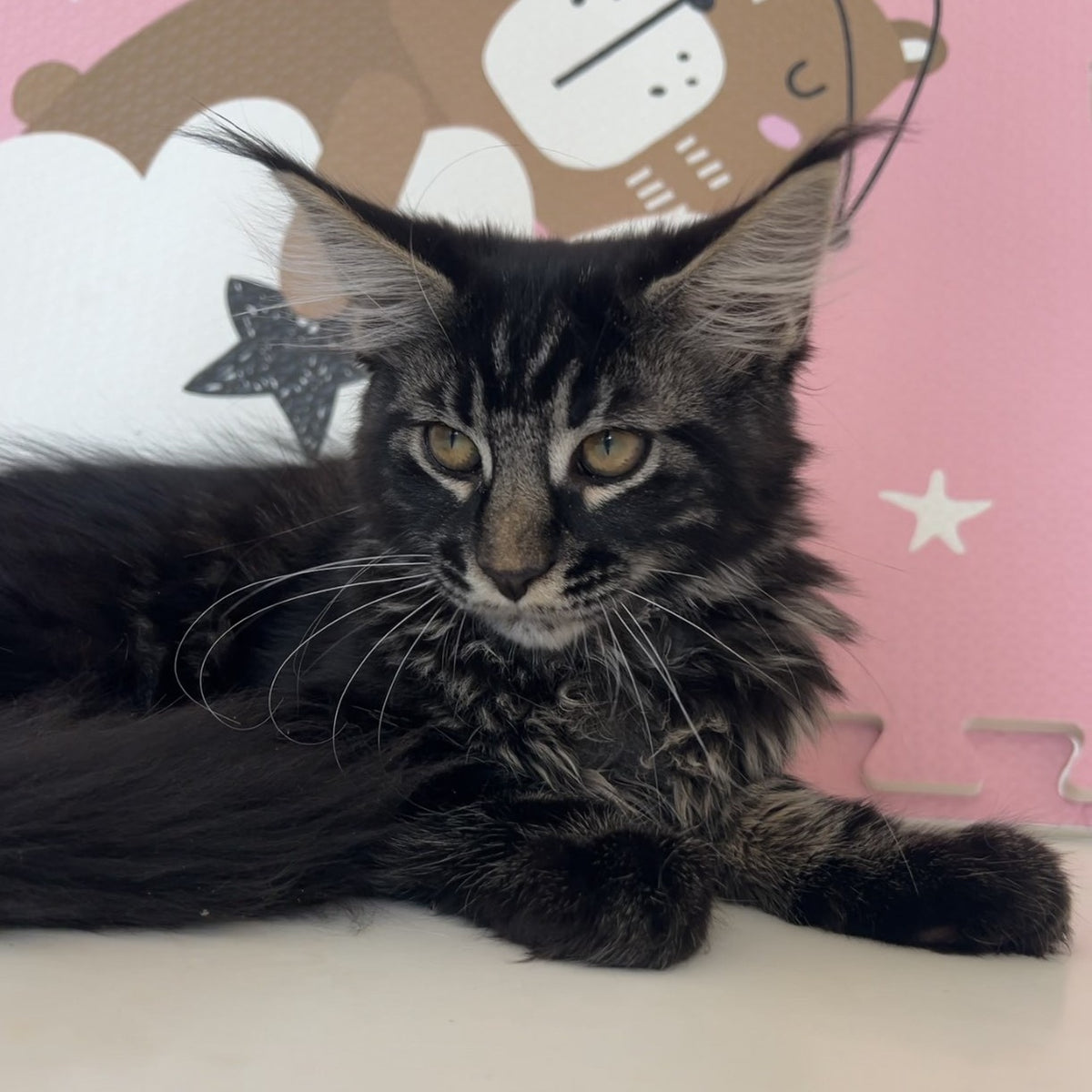 Bourbon Maine Coon male, black tabby