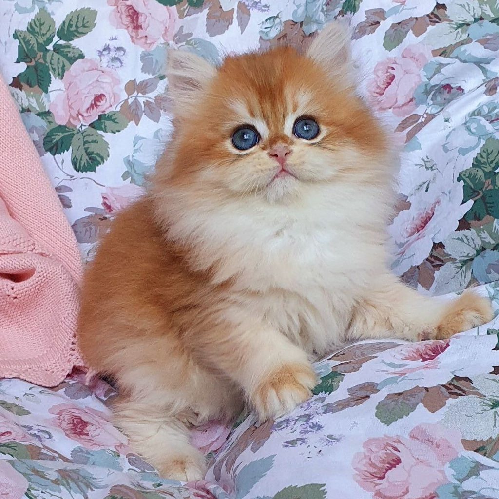 Arisha British Longhair female, black golden chinchilla