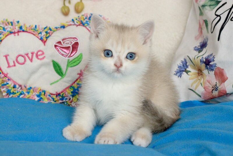Venus British Shorthair male, blue golden chinchilla