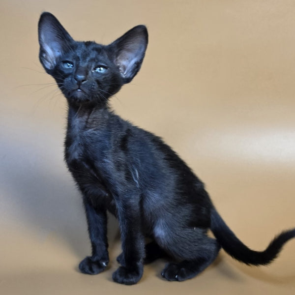 Fenrir Oriental Shorthair male, black