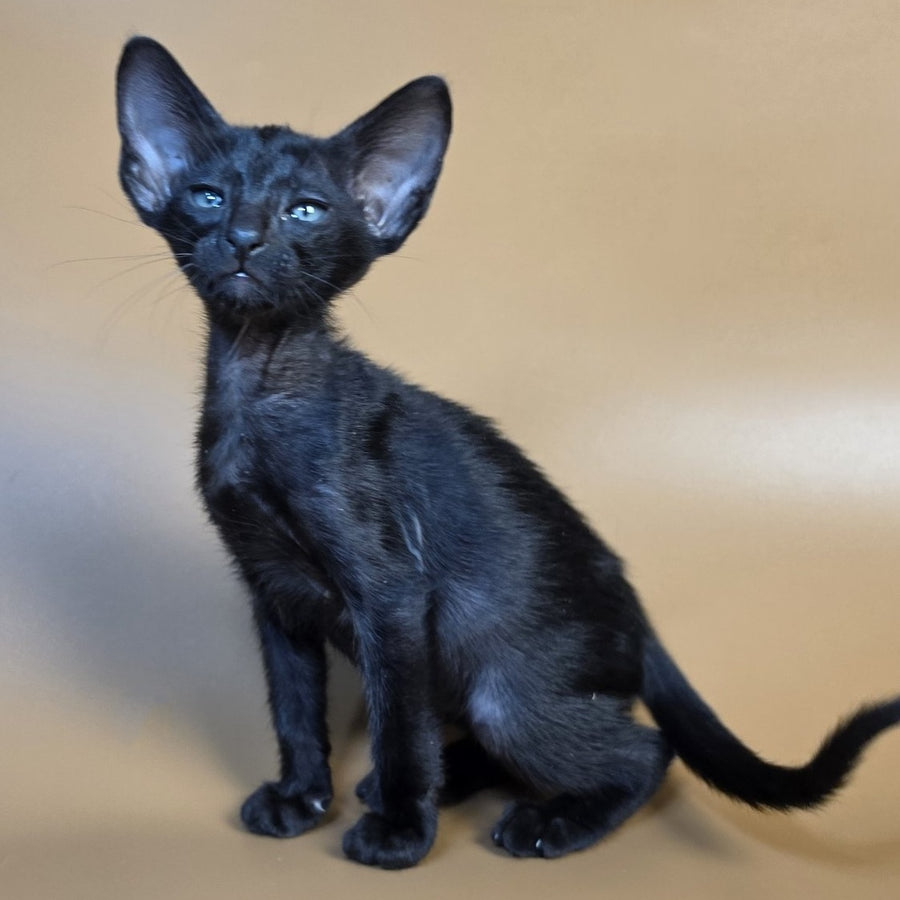 Fenrir Oriental Shorthair male, black
