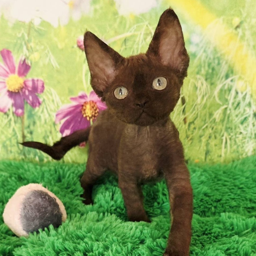 Irma Devon Rex female, chocolate