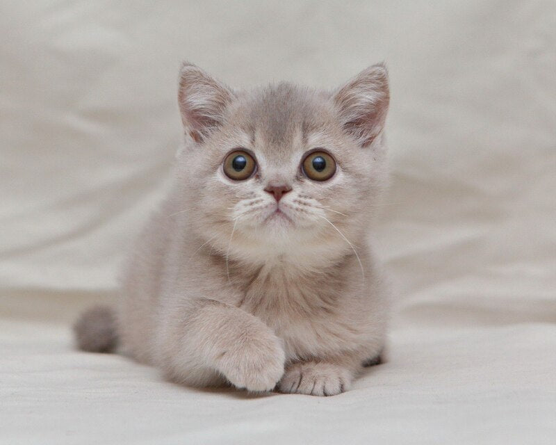 Nyasha British Shorthair female, lilac ticked tabby