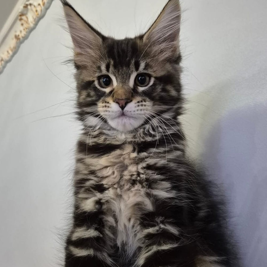 Kaiser Maine Coon male, black tabby