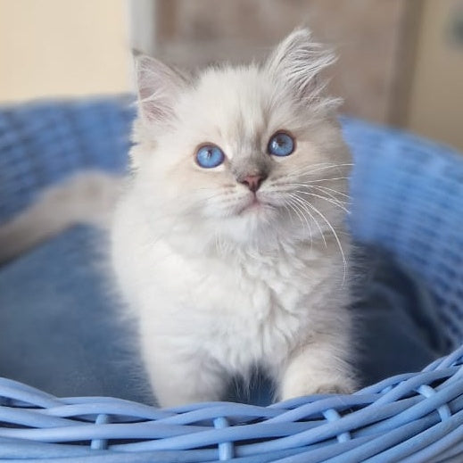 Dustin Siberian male, blue tabby pointed
