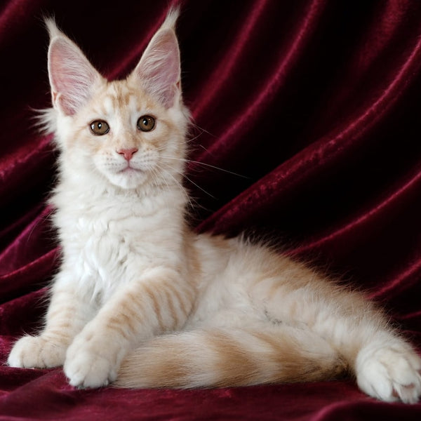 Vitas Maine Coon male, red silver tabby