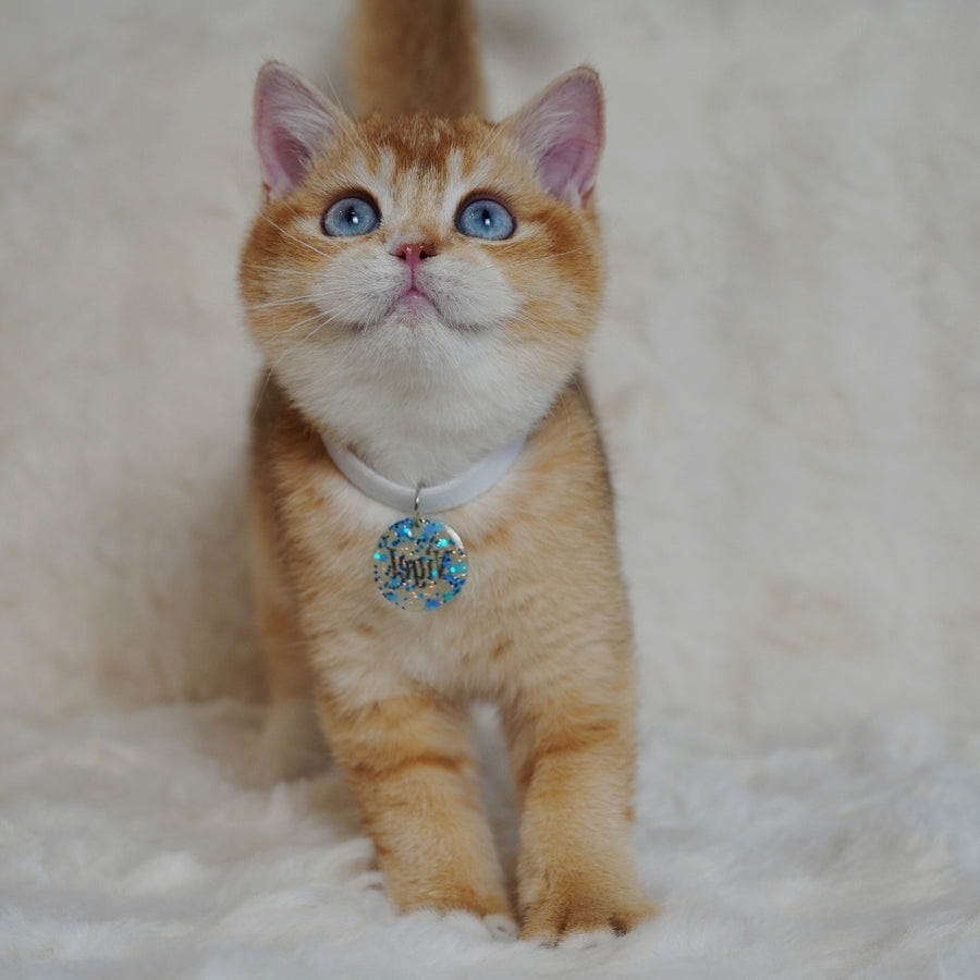 Teddy British Shorthair male, chocolate golden chinchilla with white